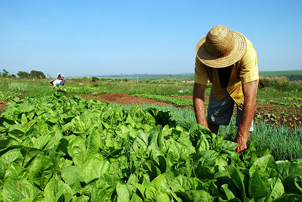O futuro nas mãos da Agricultura Familiar O futuro nas mãos da Agricultura Familiar