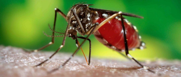 Febre amarela: Minas Gerais está em situação de alerta © DR