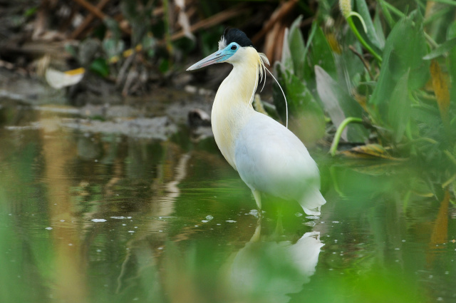 Mundo chama atenção para as áreas úmidas Estância Sesc Pantanal: sítio Ramsar