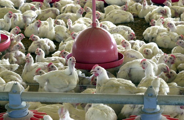 Ministério da Agricultura abre consulta sobre funcionamento de granjas © Arquivo/Agência Brasil