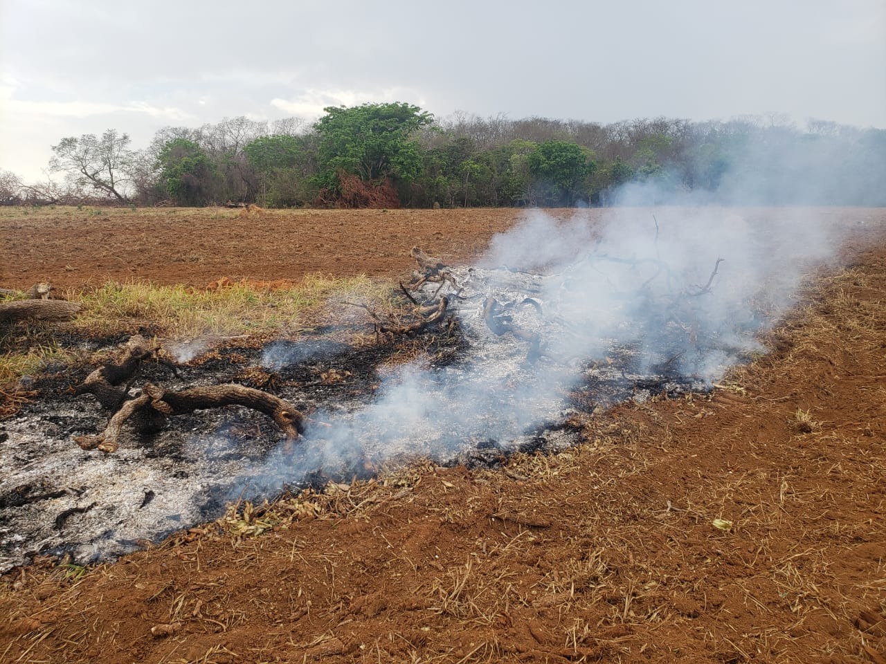 Polícia Militar Ambiental de Rio Negro autua arrendatária de fazenda e capataz em R$ 2 mil por incêndio em galhadas de árvores Polícia Militar Ambiental de Rio Negro autua arrendatária de fazenda e capataz em R$ 2 mil por incêndio em galhadas de árvores