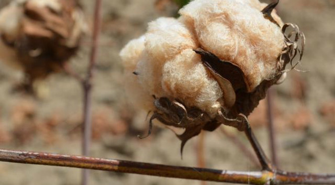 Rentável na agricultura familiar, algodão colorido chama atenção pela proposta sustentável Rentável na agricultura familiar, algodão colorido chama atenção pela proposta sustentável