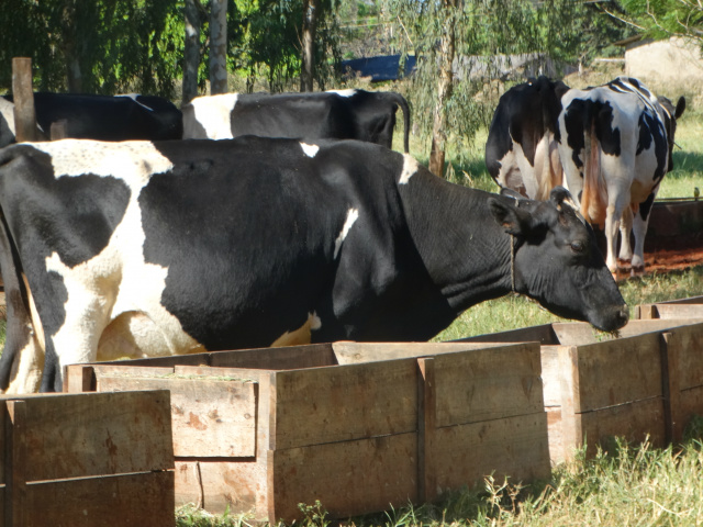 Leite é uma das prioridades da Agraer estabelecidas pelo governador Leite é uma das prioridades da Agraer estabelecidas pelo governador