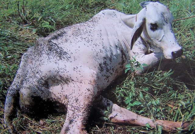 Ministério Público pede condenação de USINA por surto de Mosca-dos-Estábulos Ministério Público pede condenação de USINA por surto de Mosca-dos-Estábulos