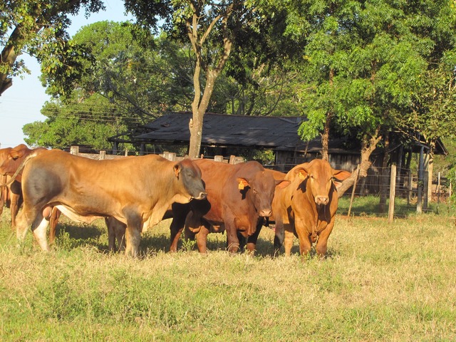Megaleilão Montana coloca à venda 120 Touros TOP Megaleilão Montana coloca à venda 120 Touros TOP