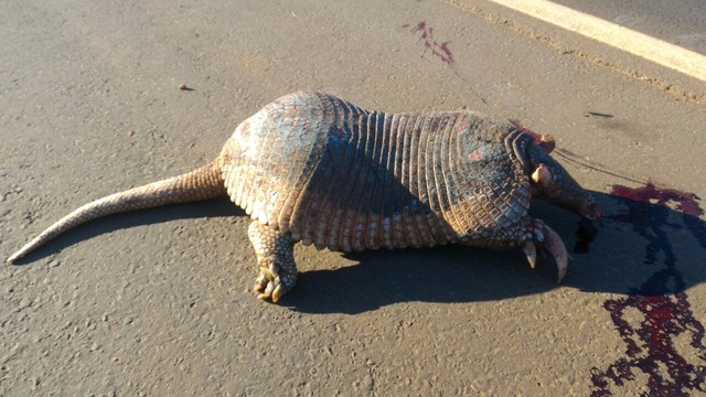 Tatu gigante, de espécie rara, é atropelado na BR 267 em Nova Alvorada do Sul Tatu Canastra atropelado na Br 267 em Nova Alvorada do Sul, foto: Rodrigo Carvalho