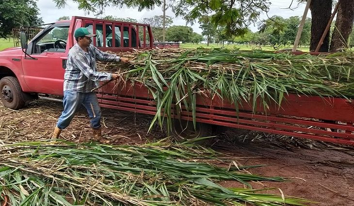 Doação de capiaçu da Agraer eleva produtividade e reduz custos de produtores de MS