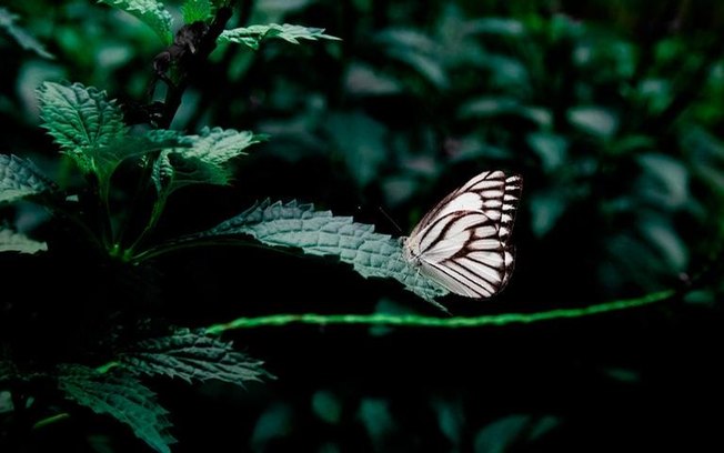 Animais místicos e suas simbologias