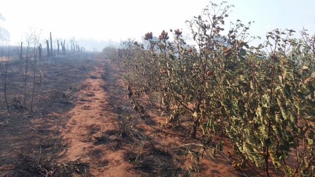 Prefeitura de Nova Alvorada do Sul distribui 10 toneladas de resíduos de milho para assentamento Prefeitura de Nova Alvorada do Sul distribui 10 toneladas de resíduos de milho para assentamento