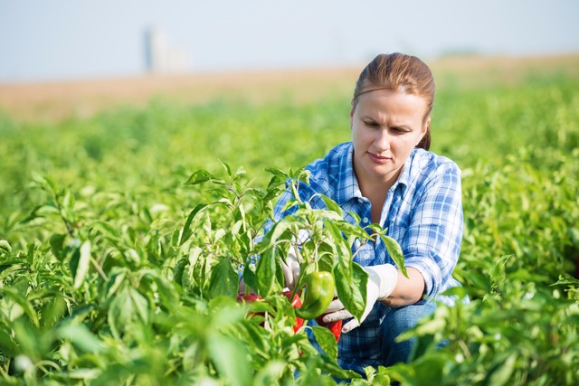 Mulher tem participação cada vez mais importante na produção de alimentos Mulher tem participação cada vez mais importante na produção de alimentos