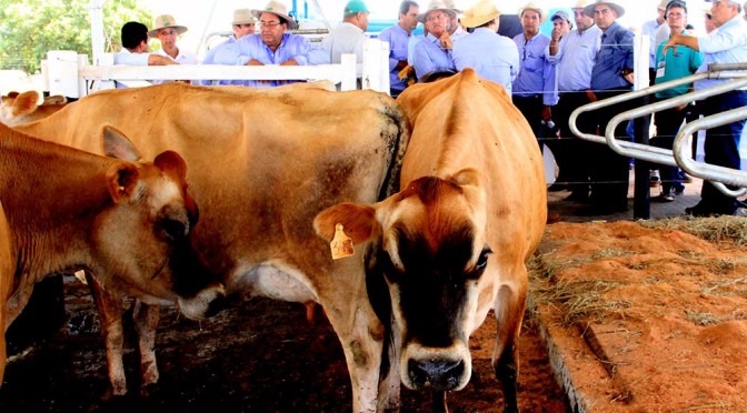 Foto: Kelly Ventourim (Semagro)