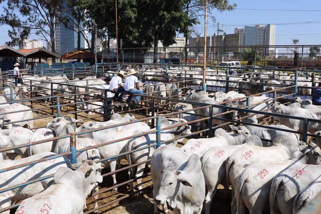 Média de preço dos touros do Megaleilão Nelore CFM cresce 5,6% Megaleilão Nelore CFM 2017 vendeu 564 touros em dois dias