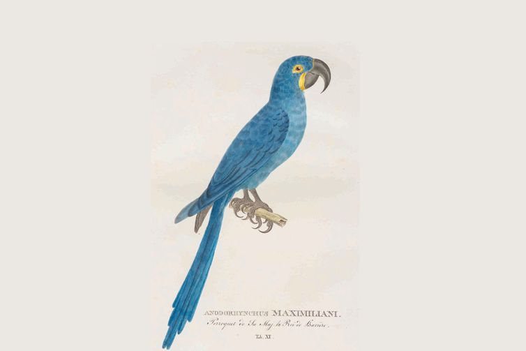 © Johann Baptist von Spix