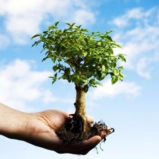 Vereadora Jane Barrios pede criação de estudo para o programa de arborização em três bairros de Nova Alvorada do Sul Vereadora Jane Barrios pede criação de estudo para o programa de arborização em três bairros de Nova Alvorada do Sul