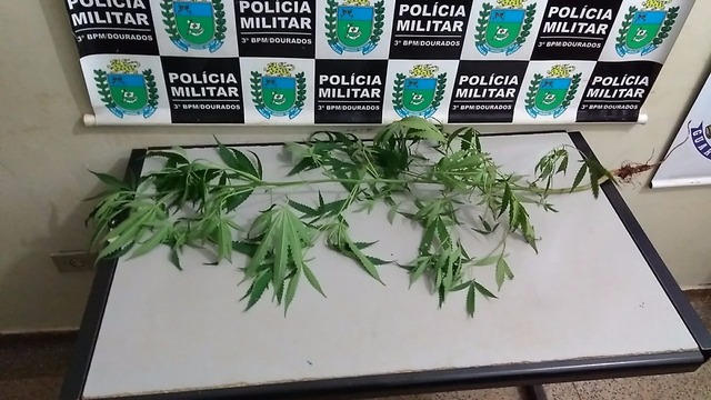 Polícia Militar apreende adolescente que agrediu a mãe e cultivava maconha no quintal da própria casa Foto: Adilson Domingos
