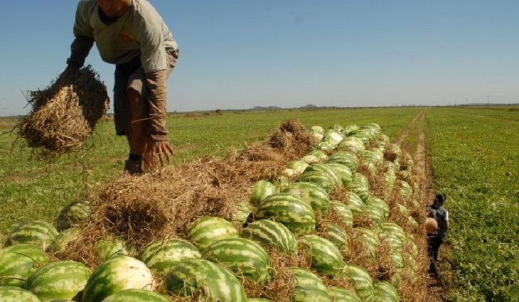 Com zoneamento agrícola e linhas de crédito, expectativa é de aumento na produção de melancia em MS