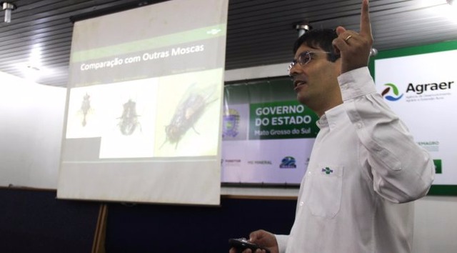 Mato Grosso do Sul terá grupo de trabalho para monitorar mosca-dos-estábulos Mato Grosso do Sul terá grupo de trabalho para monitorar mosca-dos-estábulos