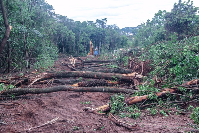 Deputado Amarildo Cruz flagra derrubada de mata nativa no Parque dos Poderes