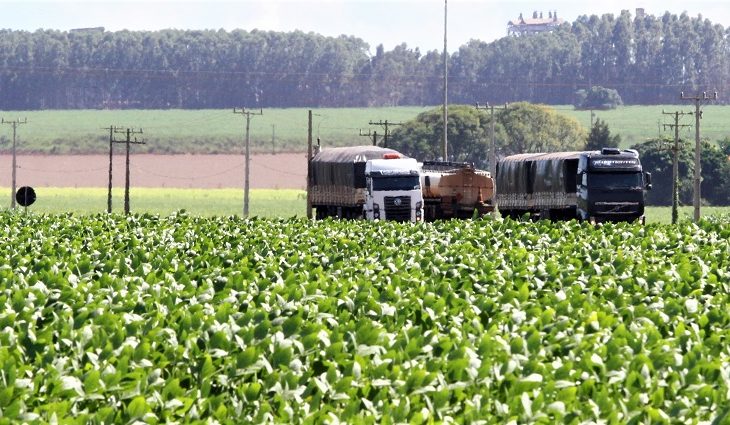 MS registra o 2º maior crescimento de produção de grãos do País, aponta a Conab