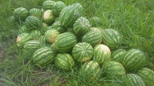 Colheira de Melancia Fazenda Poção