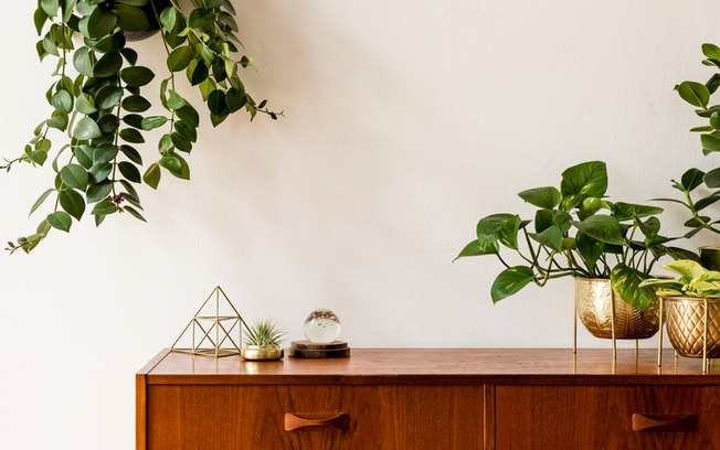 Saiba quais são as plantas mais fáceis de cultivar em casa