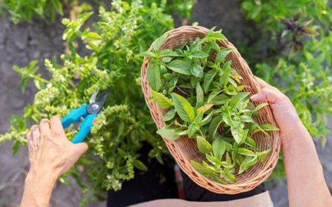 O Poder da Terra e a Magia das Ervas