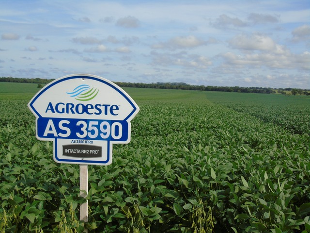 Cooperalfa realiza o primeiro “Dia de Campo Alfa” em Nova Alvorada do Sul