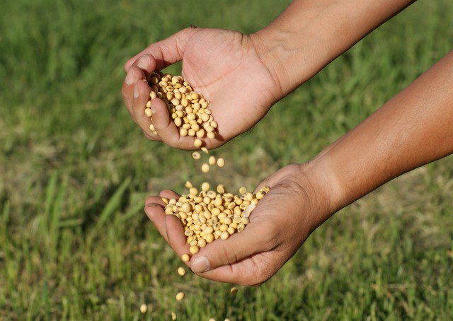 Produção agrícola avança 500% em quatro décadas. Área plantada aumenta somente 64%