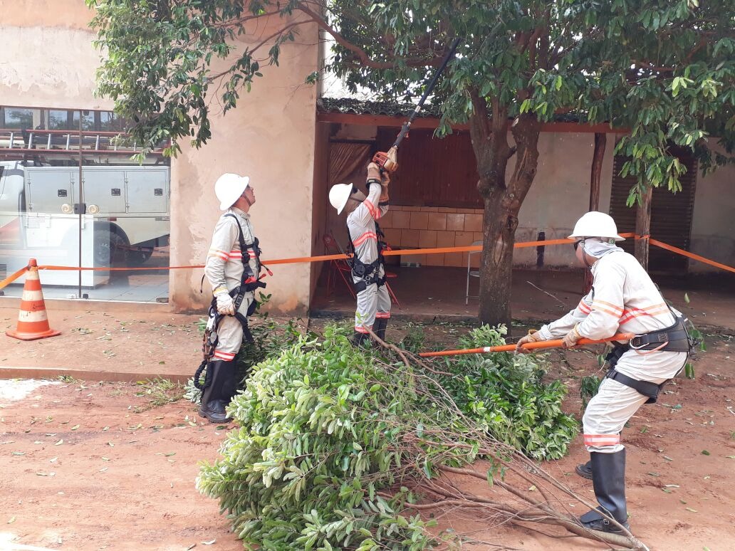 Energia realiza poda preventiva de árvores no Distrito Pana