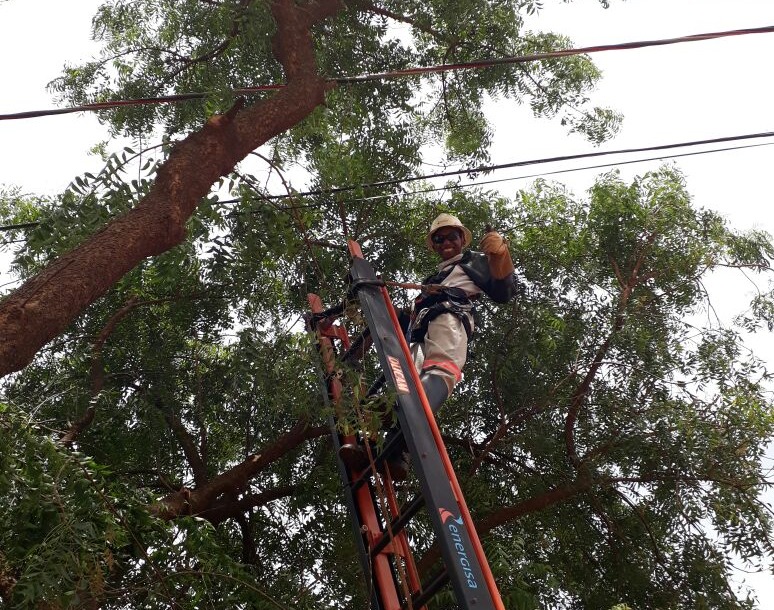 Energia realiza poda preventiva de árvores no Distrito Pana