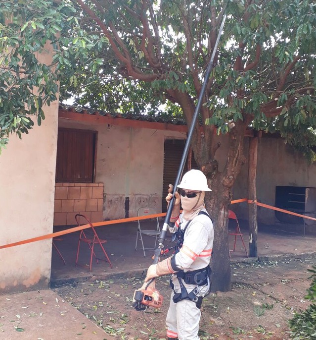 Energia realiza poda preventiva de árvores no Distrito Pana