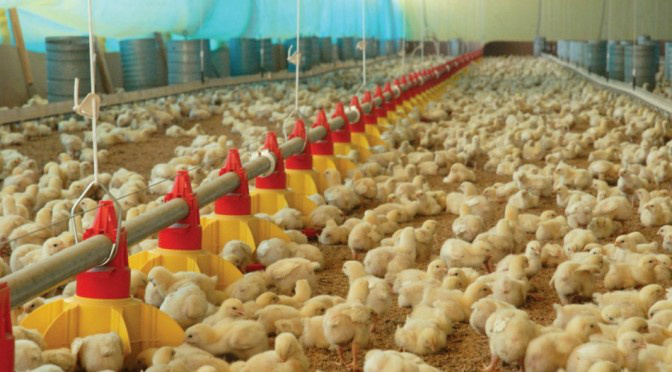 ECONOMIA Mato Grosso do Sul passará a contar em 2016 com mais 210 aviários, em 12 municípios ( Frango Bello, BRF Brasil Foods, Doux Frangosul (JBS) e Seara Alimentos.)