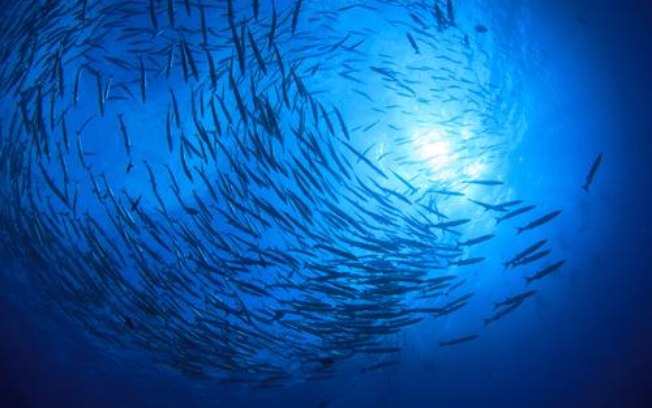 O Sol em Peixes promete surpresas O Sol em Peixes promete surpresas