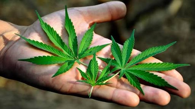 Decisões da Justiça criam área de consumo liberado de maconha em Brasília
