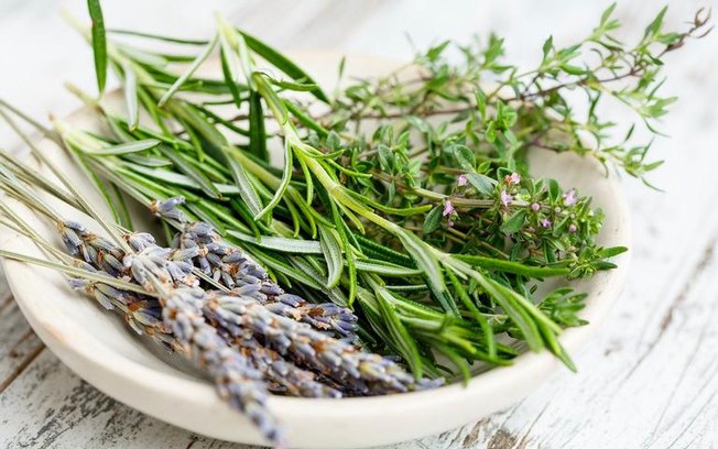 7 plantas de defesa que você precisa ter em casa! 7 plantas de defesa que você precisa ter em casa!