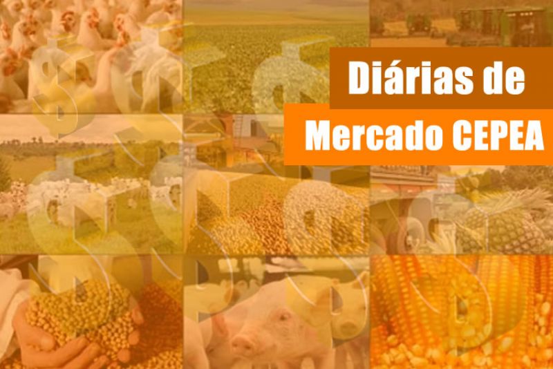 CITROS/CEPEA: Produtores de Minas Gerais iniciam colheita de poncã