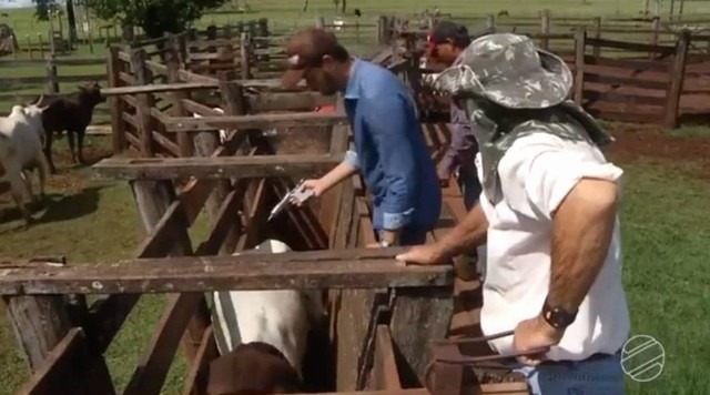 MS pretende vacinar 21 milhões de animais contra aftosa em campanha que começa no dia 1º de maio MS pretende vacinar 21 milhões de animais contra aftosa em campanha que começa no dia 1º de maio