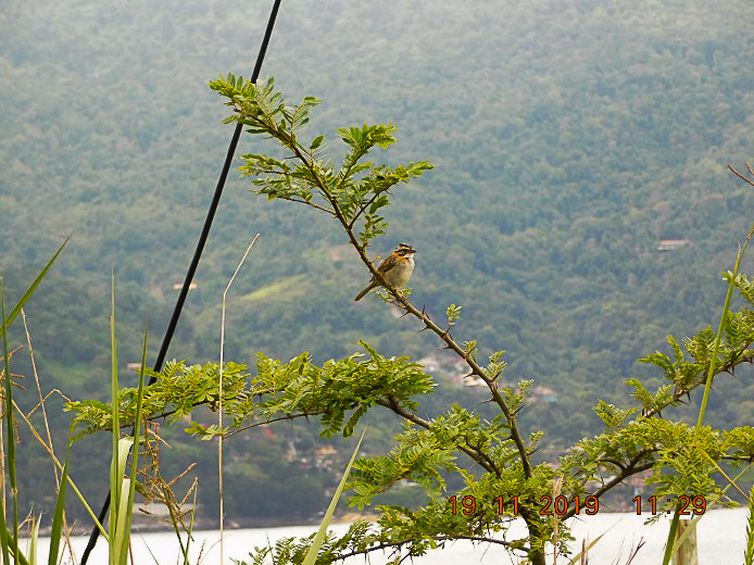Mais de 25 mil espécies da flora só existem no Brasil, mostra estudo © Divulgação/PlantVerd