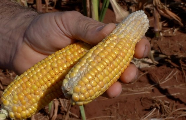 Seca causa prejuízos nas lavouras de milho em Mato Grosso do Sul Seca causa prejuízos nas lavouras de milho em Mato Grosso do Sul