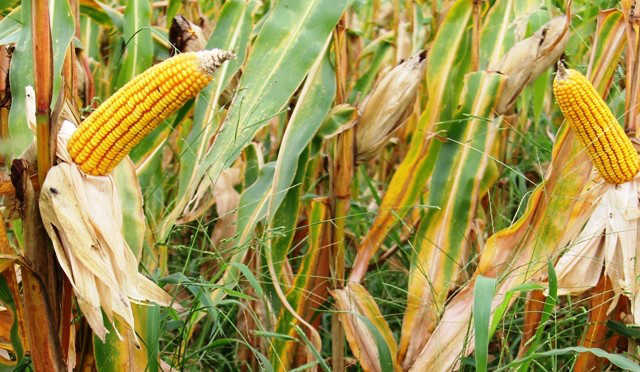Preço médio do milho, sorgo, soja, algodão e derivados Lista de preço médio do milho, sorgo, soja, algodão e derivados