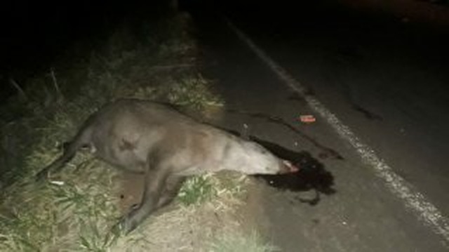 Kombi capota várias vezes após motorista atropelar anta e seis ficam feridos Kombi capota várias vezes após motorista atropelar anta e seis ficam feridos