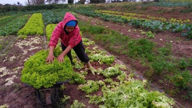 Neno Razuk quer mais investimento e qualificação para Agricultura Familiar Agricultura Familiar é responsável por 80% da produção que chega a nossa mesa todos os dias. Foto Divulgação