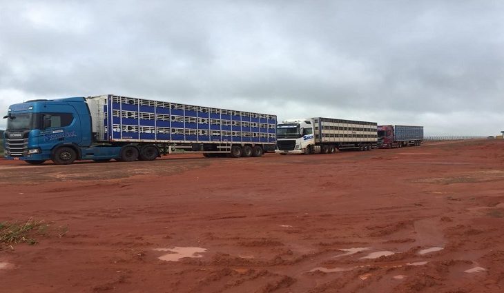 Granja em Rio Verde recebe primeiras 600 matrizes de suínos e consolida projeto de expansão do setor em MS