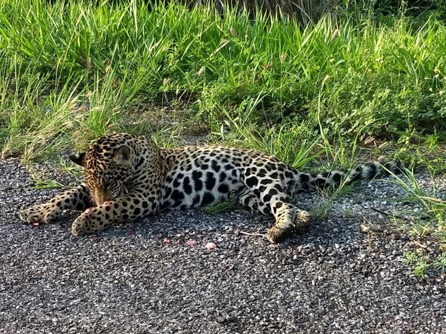 Ibama multa DNIT em R$ 8 milhões por não instalar dispositivos para evitar atropelamento de animais no Pantanal Onça atropelada na BR-262, entre Aquidauana e Corumbá — Foto: Aguinaldo Silva/Arquivo Pessoal