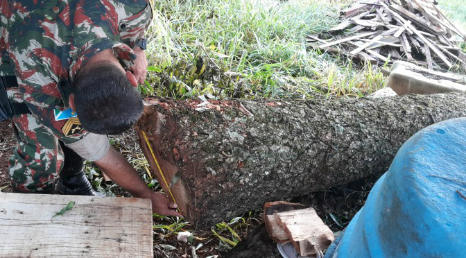 MEIO AMBIENTE A espécie vegetal aroeira é protegida por lei. A portaria 83-N de 1991 do Ibama proíbe o corte da “aroeira”