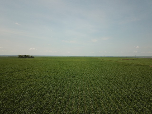 Mesmo com chuva, usinas de MS mantêm moagem de cana na quinzena