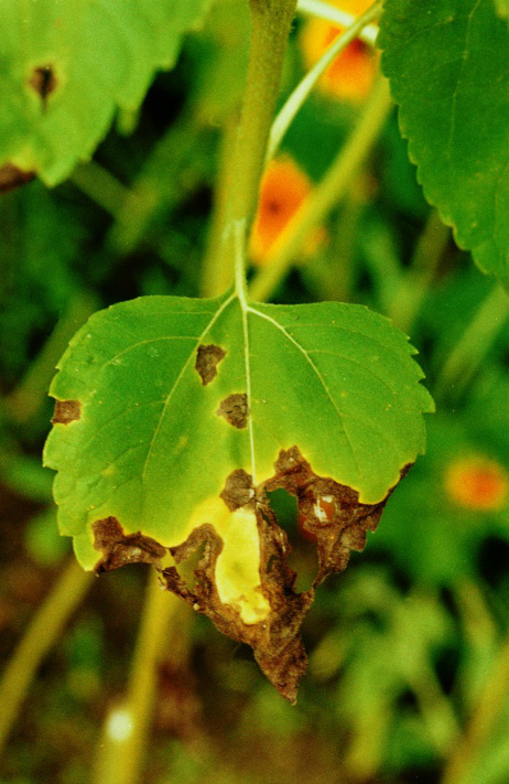 Solução biológica no combate ao mofo branco folha com Mofo Branco