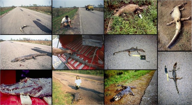 MPF ajuíza ação para obrigar DNIT a adotar medidas de proteção às espécies do pantanal na BR-262, em MS BR 262/MS: mais mortal do país, rodovia tem 3 mil atropelamentos/ano. Foto: Wagner Fisher (UFMS)