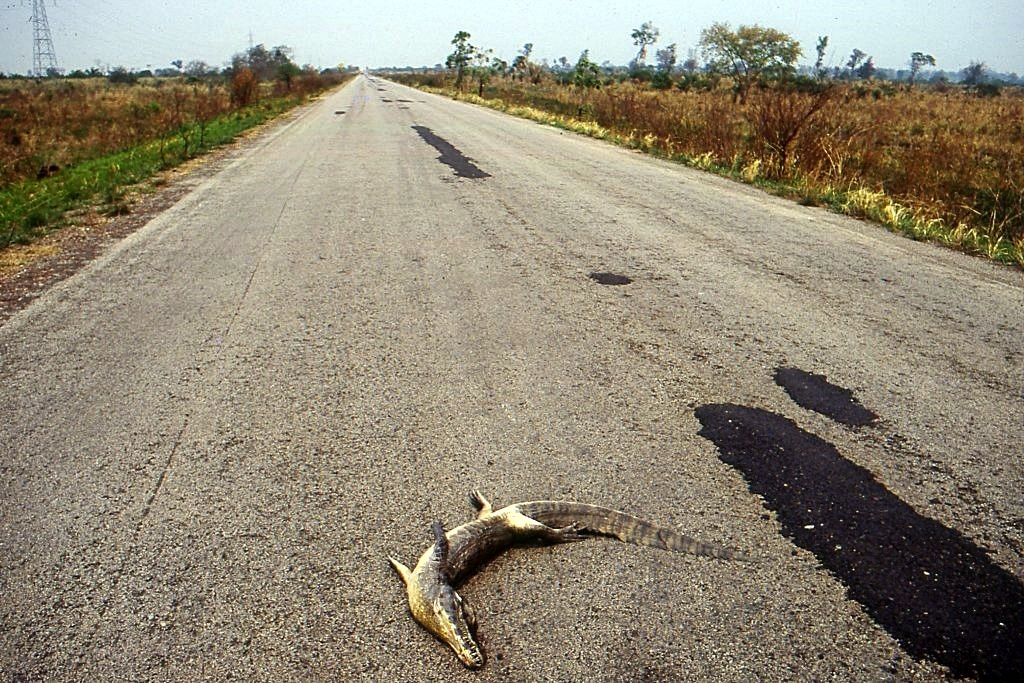 MPF ajuíza ação para obrigar DNIT a adotar medidas de proteção às espécies do pantanal na BR-262, em MS Jacaré atropelado na BR-262: DNIT alega falta de recursos para descumprir obrigações assumidas. Foto: Wagner Fisher (UFMS)