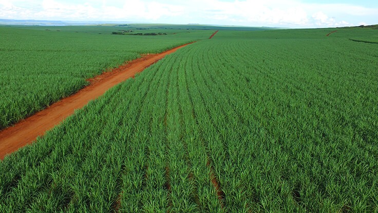 O município de Nova Alvorada do Sul tem uma planta instalada do grupo Atvos, a usina Santa Luzia, que processa essa matéria-prima, e tem, conforme dados do IBGE, uma área plantada com a cultura de 90,9 mil hectares.